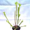 Przykladowe oferowane sztuki/ egzemplary plants 